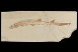 Cretaceous Fossil Shark (Pararhinchodon) #165874-1